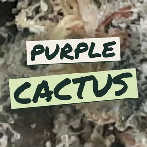 Purple Cactus Cannabis Strain