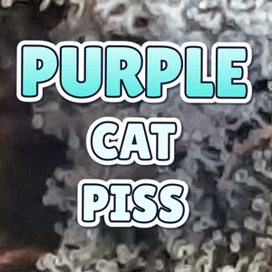 Purple Cat Piss Cannabis Strain