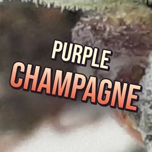 Purple Champagne Cannabis Strain