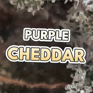 Purple Cheddar Cannabis Strain