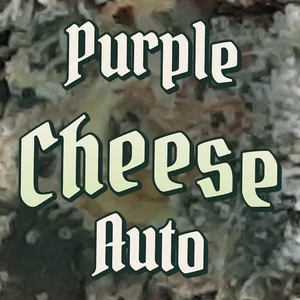 Purple Cheese Auto Cannabis Strain