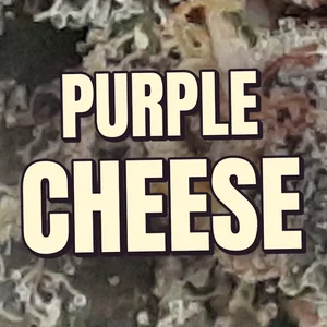 Purple Cheese Cannabis Strain
