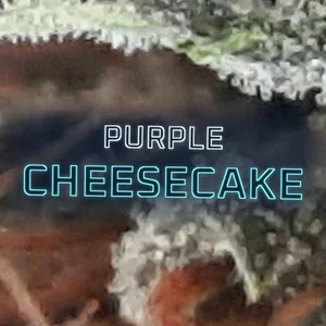 Purple Cheesecake Cannabis Strain