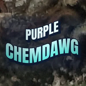 Purple Chemdawg Cannabis Strain