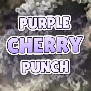 Purple Cherry Punch Cannabis Strain