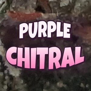 Purple Chitral Cannabis Strain
