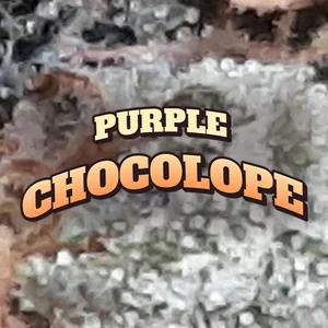 Purple Chocolope Cannabis Strain