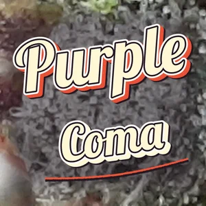 Purple Coma Cannabis Strain