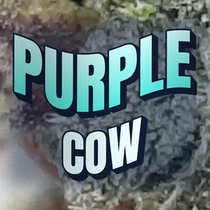 Purple Cow Cannabis Strain