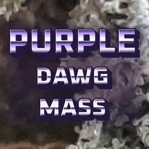 Purple Dawg MASS Cannabis Strain