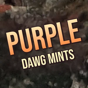Purple Dawg Mints Cannabis Strain