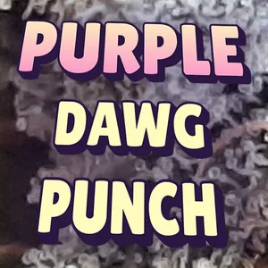 Purple Dawg Punch Cannabis Strain