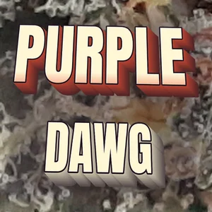 Purple Dawg Cannabis Strain