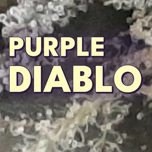 Purple Diablo Cannabis Strain