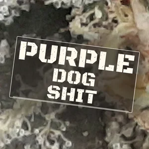 Purple Dog Shit Cannabis Strain