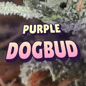 Purple Dogbud Cannabis Strain