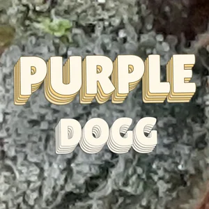 Purple Dogg Cannabis Strain