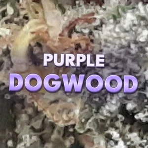 Purple Dogwood Cannabis Strain