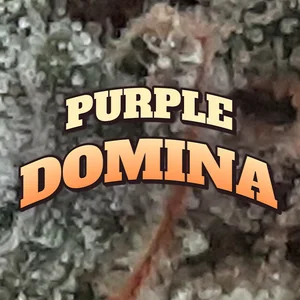 Purple Domina Cannabis Strain
