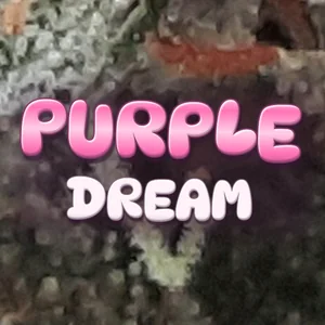 Purple Dream Cannabis Strain