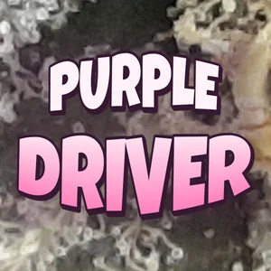 Purple Driver Cannabis Strain