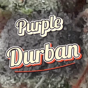 Purple Durban Cannabis Strain