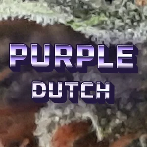 Purple Dutch Cannabis Strain