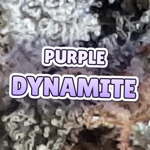 Purple Dynamite Cannabis Strain