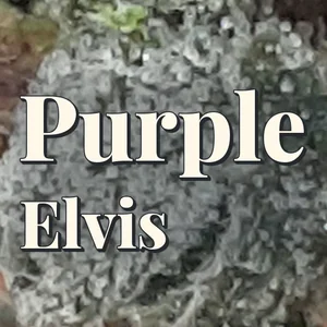 Purple Elvis Cannabis Strain