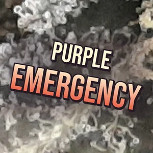 Purple Emergency Cannabis Strain