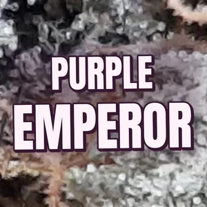 Purple Emperor Cannabis Strain