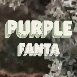 Purple Fanta Cannabis Strain