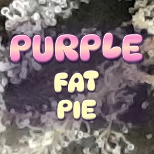 Purple Fat Pie Cannabis Strain