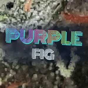 Purple Fig Cannabis Strain