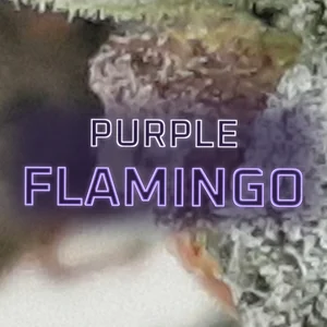 Purple Flamingo Cannabis Strain