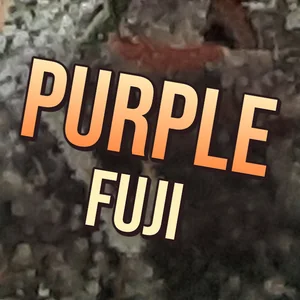 Purple Fuji Cannabis Strain