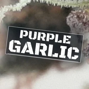 Purple Garlic Cannabis Strain