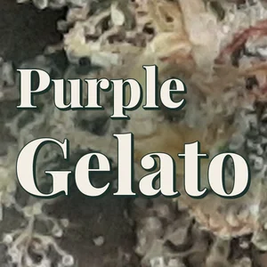 Purple Gelato Cannabis Strain