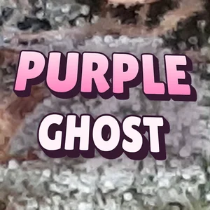 Purple Ghost Cannabis Strain
