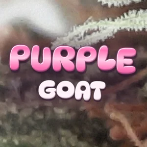 Purple Goat Cannabis Strain