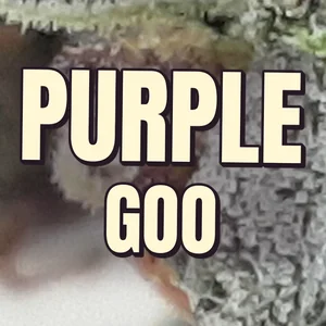 Purple Goo Cannabis Strain