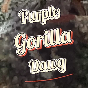Purple Gorilla Dawg Cannabis Strain