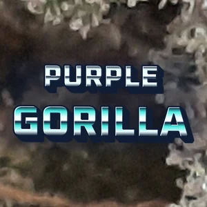 Purple Gorilla Cannabis Strain