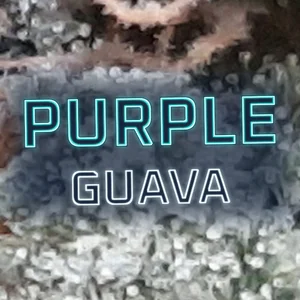 Purple Guava Cannabis Strain