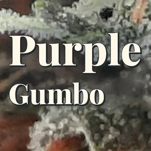 Purple Gumbo Cannabis Strain