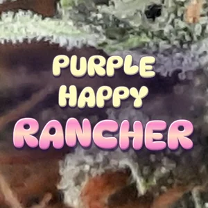 Purple Happy Rancher Cannabis Strain