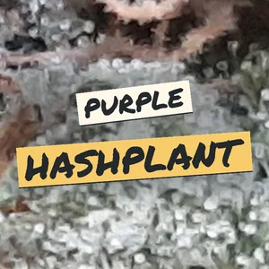 Purple Hashplant Cannabis Strain