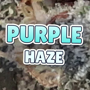 Purple Haze Cannabis Strain