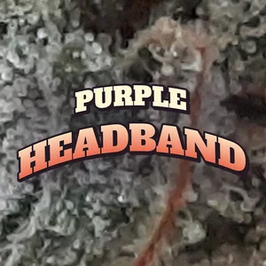 Purple Headband Cannabis Strain