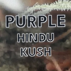 Purple Hindu Kush Cannabis Strain